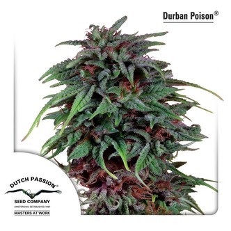 Durban Poison (Dutch Passion) feminizovan&aacute;