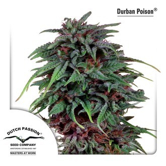 Durban Poison (Dutch Passion) feminizovan&aacute;