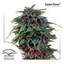 Durban Poison (Dutch Passion) feminizovaná