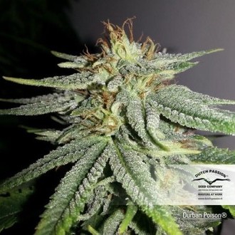 Durban Poison (Dutch Passion) feminizovaná