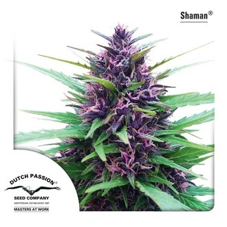 Shaman (Dutch Passion) feminizovan&aacute;