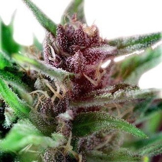 Shaman (Dutch Passion) feminizovaná