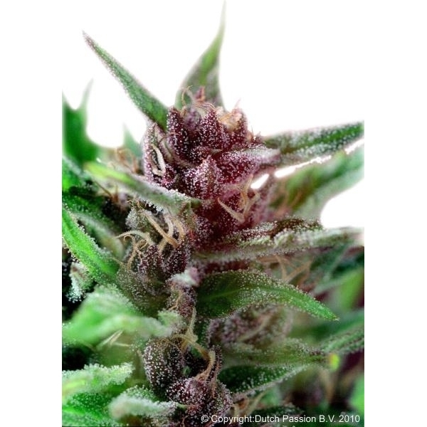 Shaman (Dutch Passion) feminizovaná