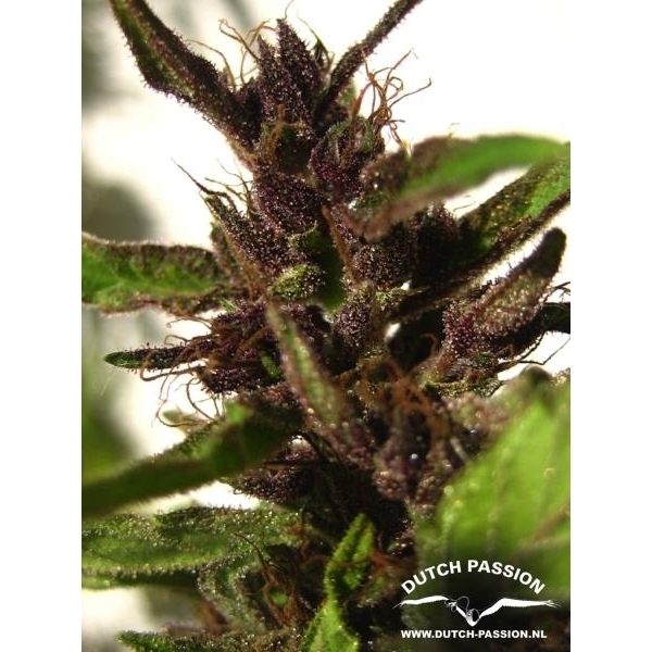 Shaman (Dutch Passion) feminizovaná