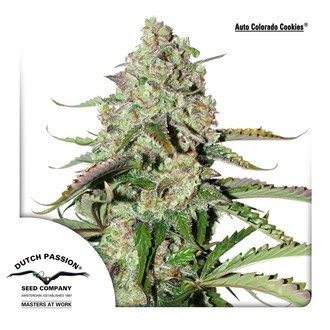 Auto Colorado Cookies (Dutch Passion) feminizovan&aacute;