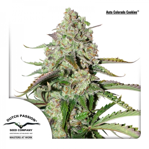 Auto Colorado Cookies (Dutch Passion) feminizovaná