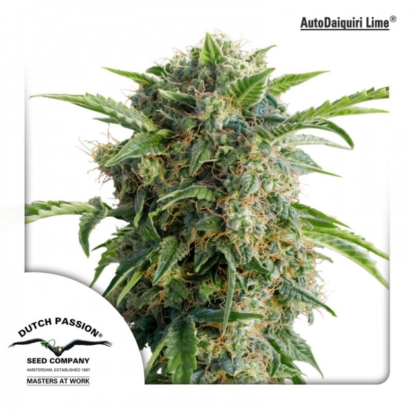 Auto Daiquiri Lime (Dutch Passion) feminizovaná
