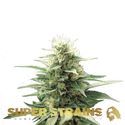 Autoflower Fini (Super Strains) feminizovaná
