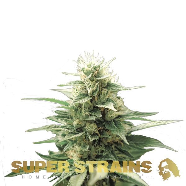 Autoflower Fini (Super Strains) feminizovaná