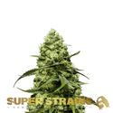 Turing Samonakvétací (Super Strains) feminizovaná