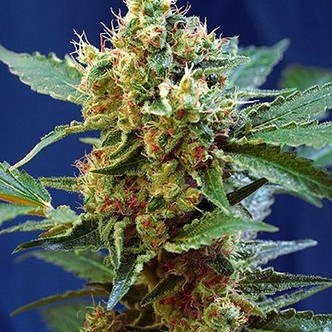 Cream Mandarine XL Samonakv&eacute;tac&iacute; (Sweet Seeds) feminizovan&aacute;
