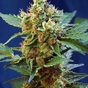 Cream Mandarine XL Samonakvétací (Sweet Seeds) feminizovaná