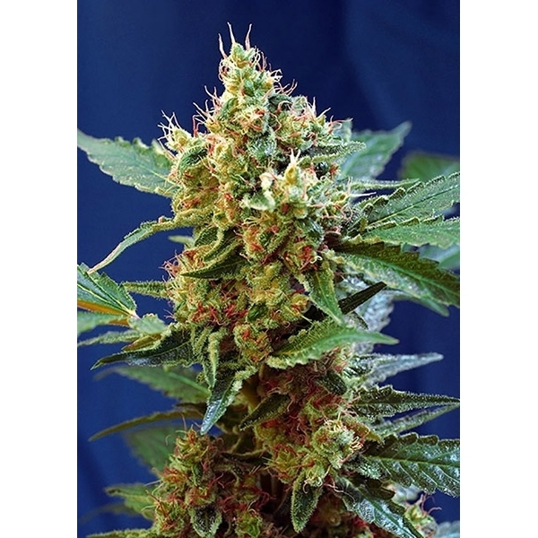 Cream Mandarine XL Samonakvétací (Sweet Seeds) feminizovaná