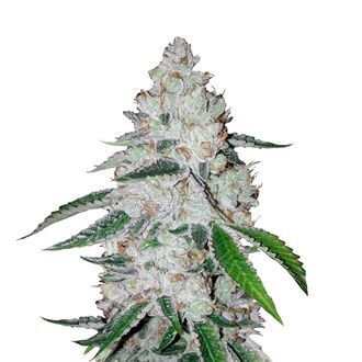 West Coast O.G. Auto (FastBuds) feminizovan&aacute;