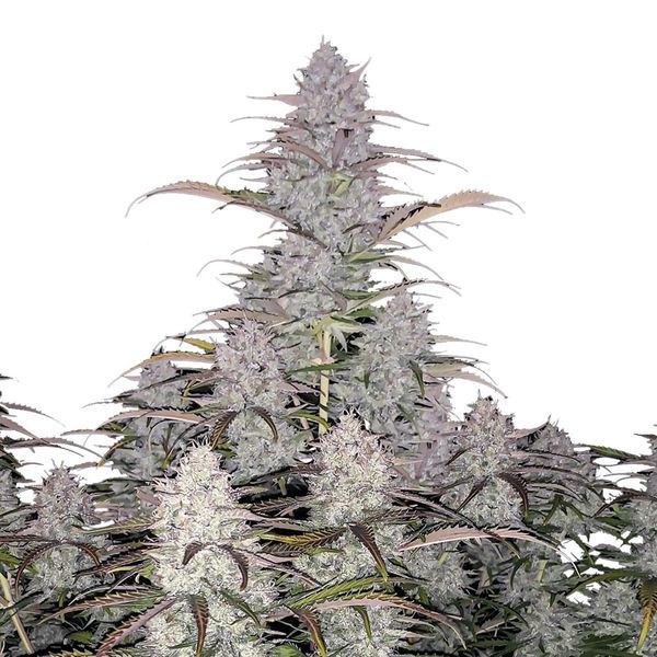 Green Crack Auto (FastBuds) feminizovaná