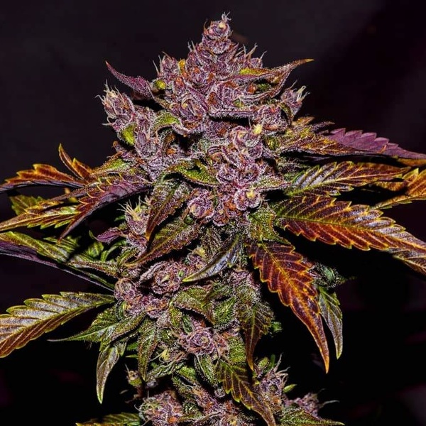 Blackberry Samonakvétací (FastBuds) feminizovaná
