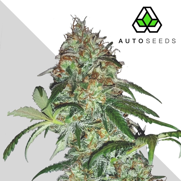 Sucker Punch (Auto Seeds) feminizovaná