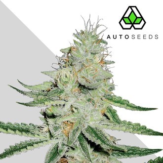 Dreamberry (Auto Seeds) feminizovan&aacute;