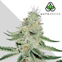 Dreamberry (Auto Seeds) feminizovaná