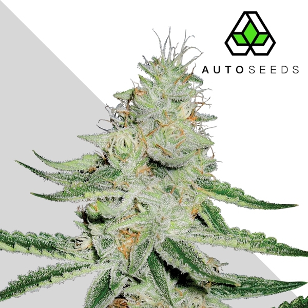 Dreamberry (Auto Seeds) feminizovaná