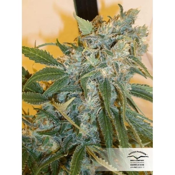 Strawberry Cough (Dutch Passion) feminizovaná