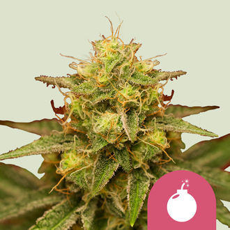 Royal Domina (Royal Queen Seeds) feminizovaná