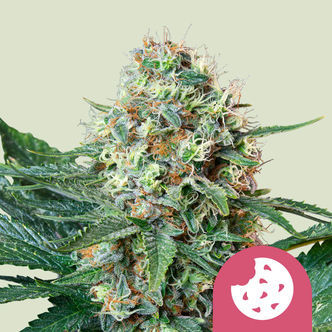 Royal Cookies (Royal Queen Seeds) feminizovan&eacute;