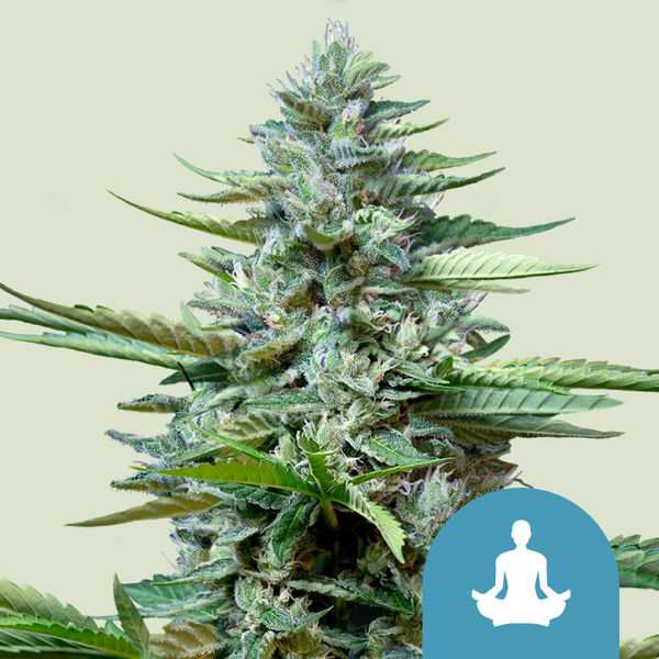 Stress Killer Samonakvétací (Royal Queen Seeds) feminizovaná