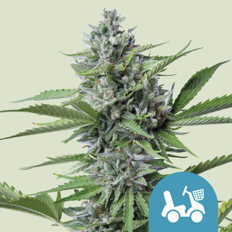 Fast Eddy Samonakv&eacute;tac&iacute; (Royal Queen Seeds) feminizovan&aacute;