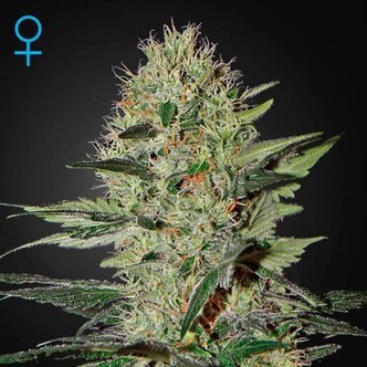 Exodus Cheese Samonakv&eacute;tac&iacute; (Greenhouse Seeds) feminizovan&aacute;