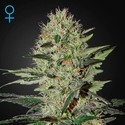Exodus Cheese Samonakvétací (Greenhouse Seeds) feminizovaná