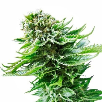 Northern Lights Samonakv&eacute;tac&iacute; (White Label) feminizovan&aacute;