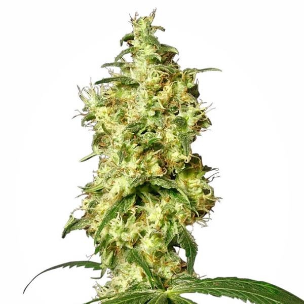 White Widow Samonakvétací (White Label) feminizovaná