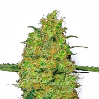 Master Kush (White Label) feminizovan&aacute;