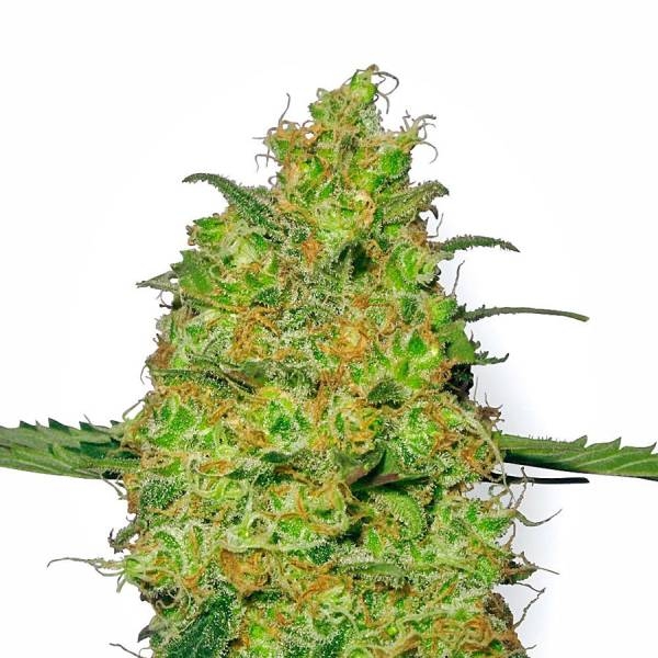 Master Kush (White Label) feminizovaná
