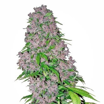 Purple Bud (White Label) feminizovan&aacute;