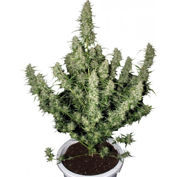Magnum (Buddha Seeds) feminizovaná
