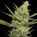 Gipsy Haze (Eva Seeds) feminizovaná