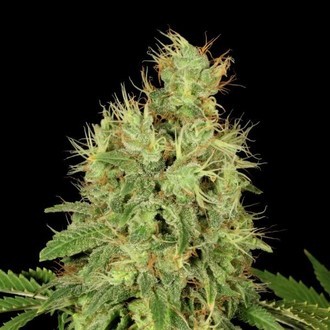 CBD-Chronic (Serious Seeds) feminizovan&aacute;
