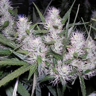 Master Kush (Dutch Passion) feminizovaná