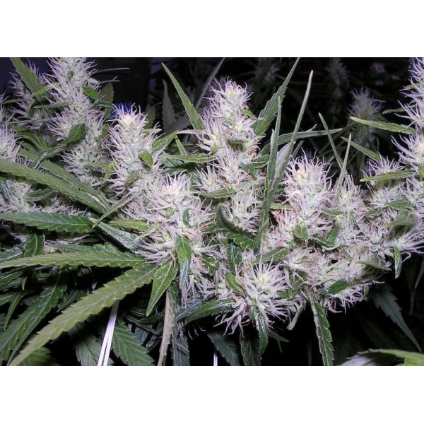 Master Kush (Dutch Passion) feminizovaná
