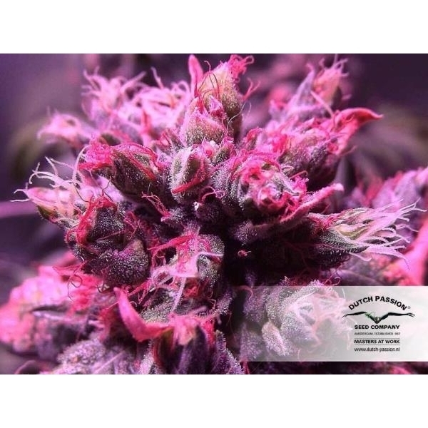 Master Kush (Dutch Passion) feminizovaná
