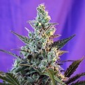 Sweet Skunk - F1 Fast Version (Sweet Seeds) feminizovaná