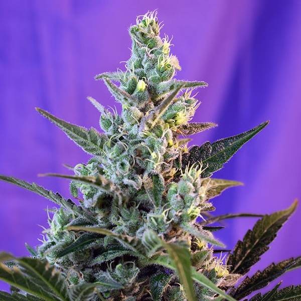 Sweet Skunk - F1 Fast Version (Sweet Seeds) feminizovaná