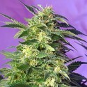 Killer Kush Samonakvétací (Sweet Seeds) feminizovaná