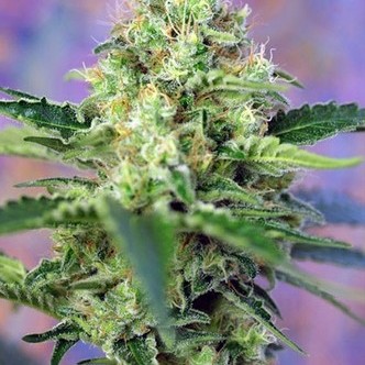 Crystal Candy (Sweet Seeds) feminizovan&aacute;