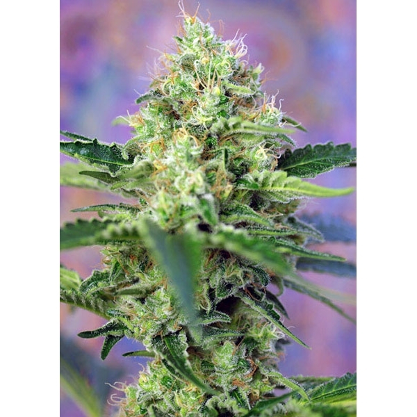 Crystal Candy (Sweet Seeds) feminizovaná