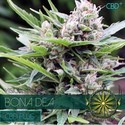 Bona Dea CBD (Vision Seeds) feminizovaná