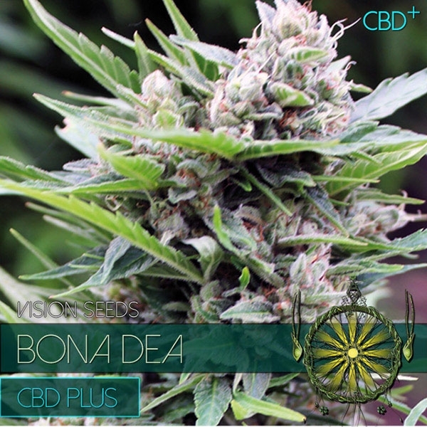 Bona Dea CBD (Vision Seeds) feminizovaná