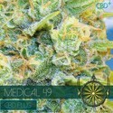 Medical 49 (Vision Seeds) feminizovaná